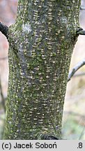 Frangula alnus (kruszyna pospolita)