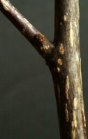 Frangula alnus (kruszyna pospolita)