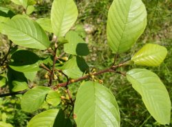 Frangula alnus (kruszyna pospolita)