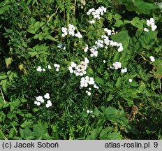 Achillea ptarmica (krwawnik kichawiec)