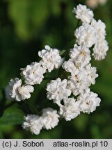 Achillea ptarmica (krwawnik kichawiec)