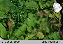 Achillea ptarmica (krwawnik kichawiec)