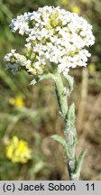 Achillea pannonica (krwawnik pannoński)