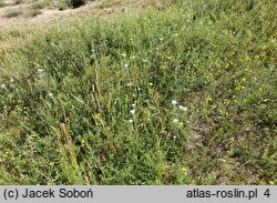 Achillea pannonica (krwawnik pannoński)