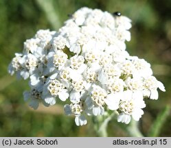 Achillea pannonica (krwawnik pannoński)