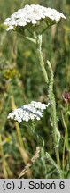 Achillea pannonica (krwawnik pannoński)