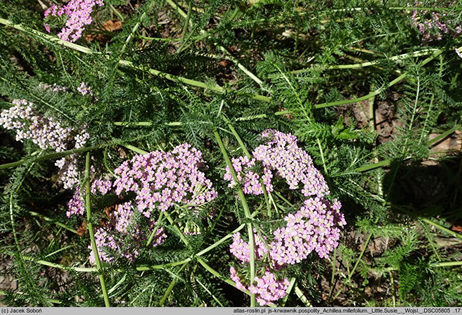 Achillea millefolium (hort.) Little Susie
