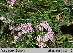 Achillea millefolium (hort.) Little Susie