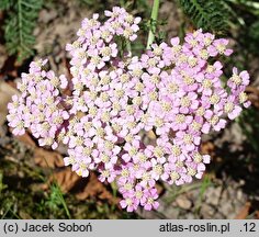 Achillea millefolium (hort.) Little Susie
