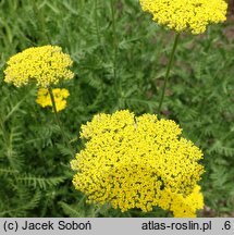 Achillea filipendulina Cloth of Gold