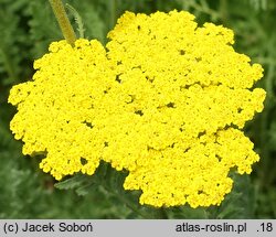 Achillea filipendulina Cloth of Gold