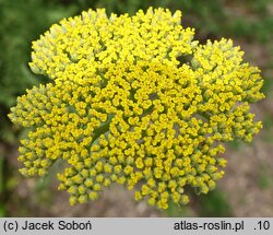 Achillea filipendulina Cloth of Gold