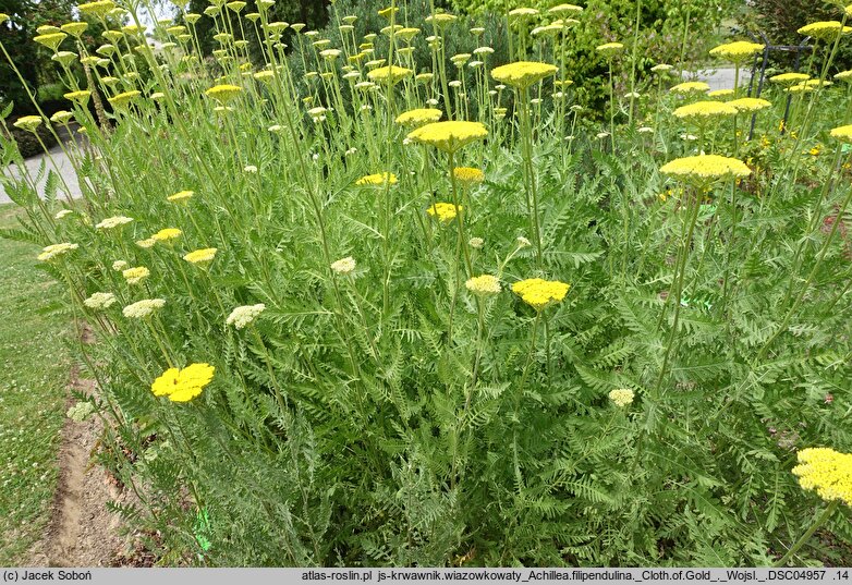 Achillea filipendulina Cloth of Gold