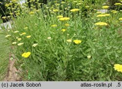 Achillea filipendulina Cloth of Gold