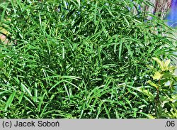 Sanguisorba tenuifolia (krwiściąg delikatny)