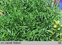 Sanguisorba tenuifolia (krwiściąg delikatny)