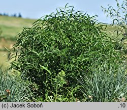 Sanguisorba tenuifolia (krwiściąg delikatny)