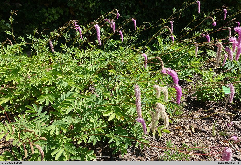Sanguisorba hakusanensis Lilac Squirrel