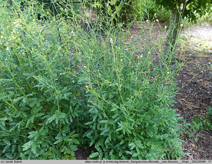 Sanguisorba officinalis Jam Session