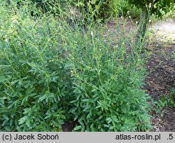 Sanguisorba officinalis Jam Session