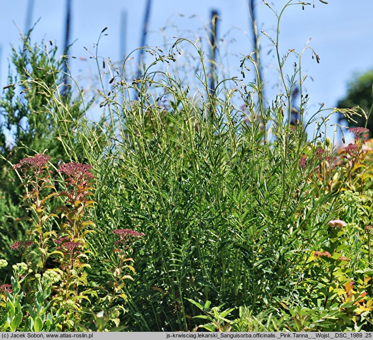 Sanguisorba officinalis Pink Tanna