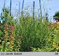 Sanguisorba officinalis Pink Tanna