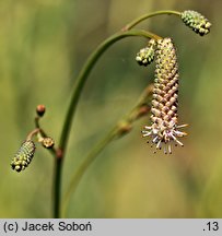 Sanguisorba officinalis Pink Tanna