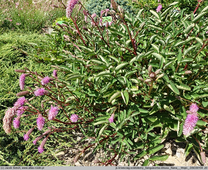 Sanguisorba obtusa Nana