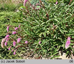 Sanguisorba obtusa Nana