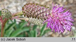 Sanguisorba obtusa Nana