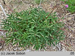 Sanguisorba obtusa Nana