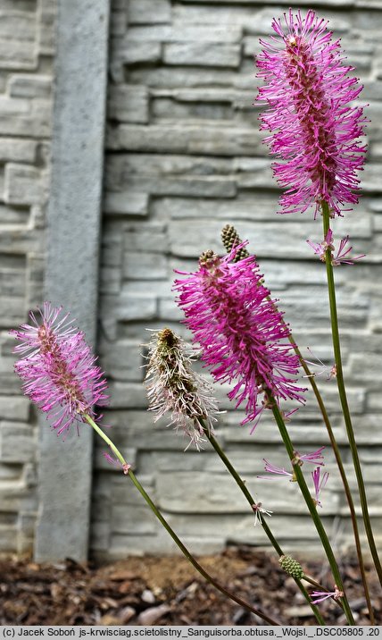 Sanguisorba obtusa (krwiściąg wąskolistny)