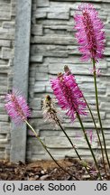 Sanguisorba obtusa (krwiściąg wąskolistny)