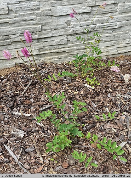 Sanguisorba obtusa (krwiściąg wąskolistny)