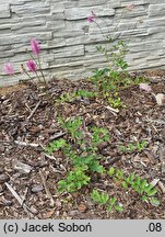 Sanguisorba obtusa (krwiściąg wąskolistny)