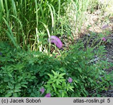 Sanguisorba obtusa (krwiściąg wąskolistny)