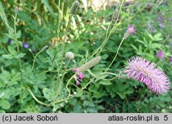 Sanguisorba obtusa (krwiściąg wąskolistny)