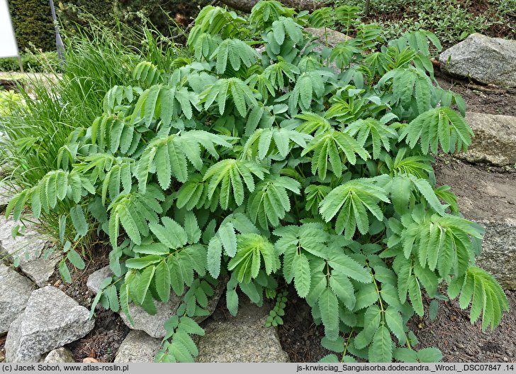 Sanguisorba dodecandra (krwiściąg dwunastopręcikowy)