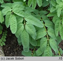 Sanguisorba dodecandra (krwiściąg dwunastopręcikowy)