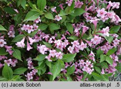 Weigela florida Plangen