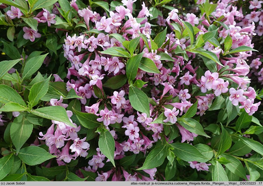 Weigela florida Plangen