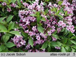 Weigela florida Plangen