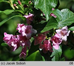 Weigela japonica (krzewuszka japońska)