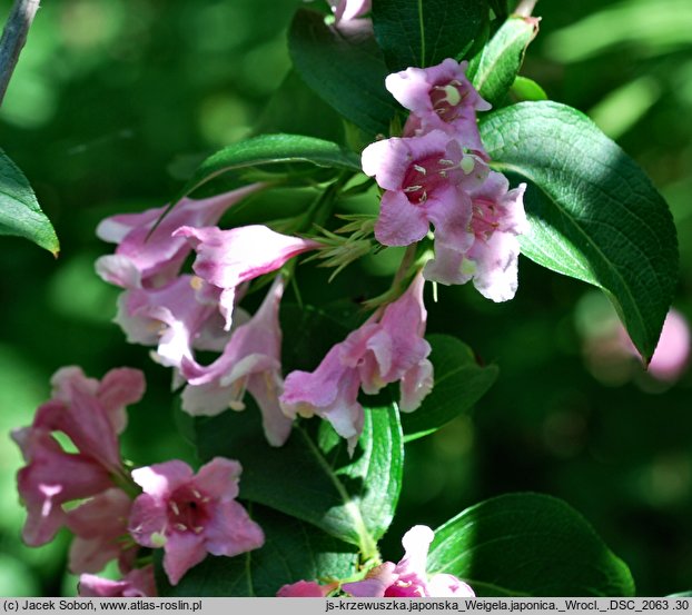 Weigela japonica (krzewuszka japońska)