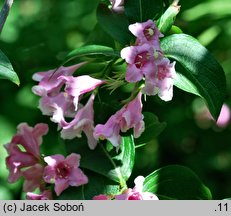 Weigela japonica (krzewuszka japońska)