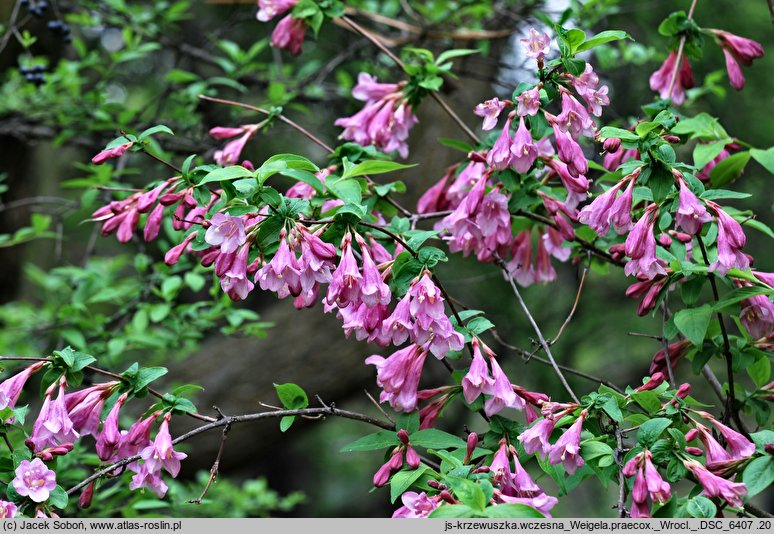 Weigela praecox (krzewuszka wczesna)