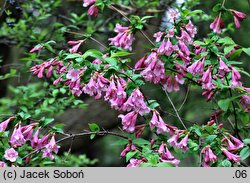 Weigela praecox (krzewuszka wczesna)