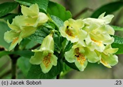 Weigela middendorffiana (krzewuszka Middendorffa)