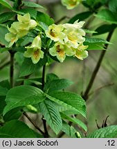 Weigela middendorffiana (krzewuszka Middendorffa)