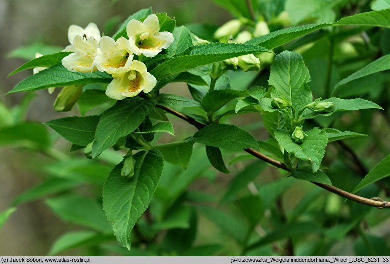 Weigela middendorffiana (krzewuszka Middendorffa)